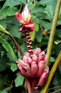 A banana-like fruit