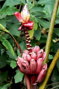 A banana-like fruit