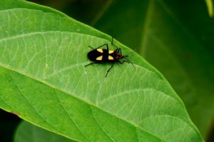 Small insects also populate the jungle