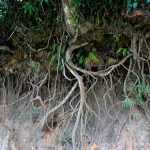 Roots reach through air