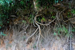 Roots reach through air