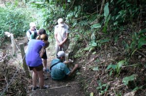 Trek to the foot of the volcano though a forest;