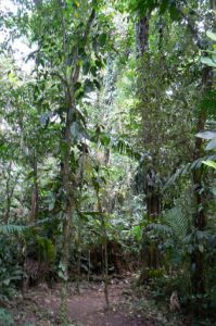 Trek to the foot of the volcano though a jungle