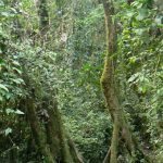 Trek to the foot of the volcano though a jungle