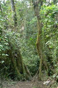 Trek to the foot of the volcano though a jungle