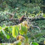 Monkey in a tree