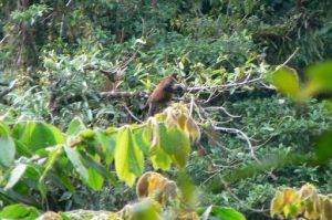 Monkey in a tree