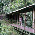 Small bridge through the jungle