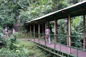 Small bridge through the jungle