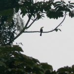 Toucan perched high in a tree