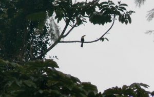 Toucan perched high in a tree