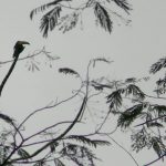 Toucan perched high in a tree