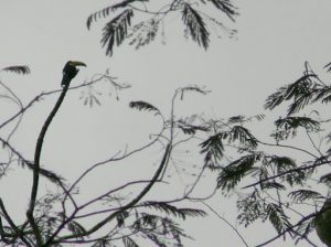 Toucan perched high in a tree