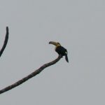 Close-up of a toucan with colorful beak