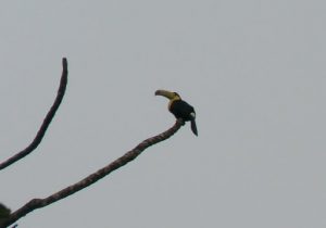 Close-up of a toucan with colorful beak