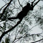 Large monkey in a tree