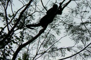 Large monkey in a tree
