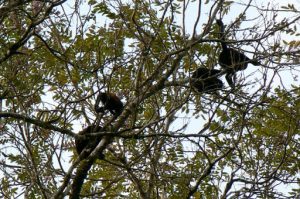 Monkeys in the trees