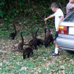 Tourists feeding lemurs