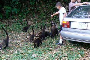 Tourists feeding lemurs