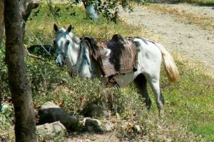 Local transportation