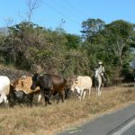 Local cowboy with his herd