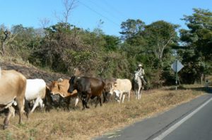 Local cowboy with his herd