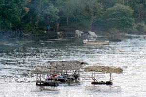 Women doing laundry on wash platforms with cows entering the