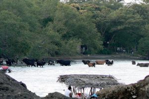 Women doing laundry on wash platforms with cows in the