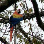 Colorful parrots are also quiet noisy