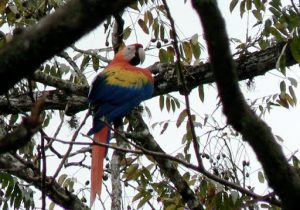 Colorful parrots are also quiet noisy