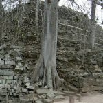 Plants before and after stones