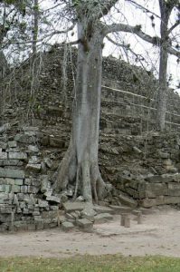 Plants before and after stones