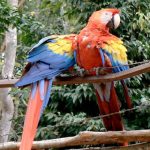 Two macaws