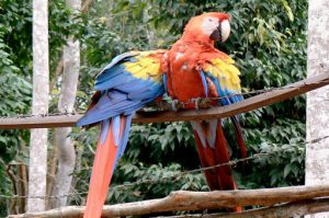 Two macaws