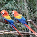 Two macaws