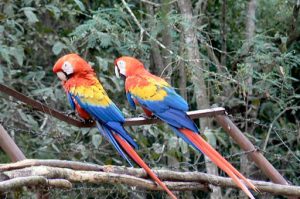 Two macaws