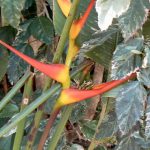 Bird of Paradise plants