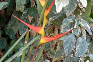 Bird of Paradise plants