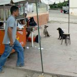 Chicken and chips stand with dogs waiting for scraps