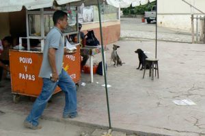 Chicken and chips stand with dogs waiting for scraps