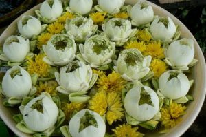 Lotus flowers and mums