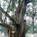 Ancient banyan tree