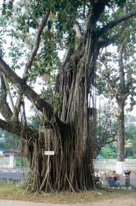 Ancient banyan tree
