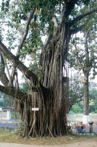 Ancient banyan tree