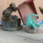 Leashed monkey looking for food