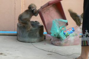 Leashed monkey looking for food