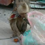 Leashed monkey looking for food