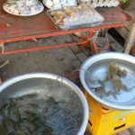 Frogs and crabs ready to be eaten for lunch