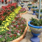 Flower beds being installed for Vientiane anniversary